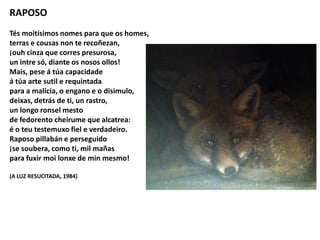 RAPOSO
Tés moitísimos nomes para que os homes,
terras e cousas non te recoñezan,
¡ouh cinza que corres presurosa,
un intre só, diante os nosos ollos!
Mais, pese á túa capacidade
á túa arte sutil e requintada
para a malicia, o engano e o disimulo,
deixas, detrás de ti, un rastro,
un longo ronsel mesto
de fedorento cheirume que alcatrea:
é o teu testemuxo fiel e verdadeiro.
Raposo pillabán e perseguido
¡se soubera, como ti, mil mañas
para fuxir moi lonxe de min mesmo!
(A LUZ RESUCITADA, 1984)
 