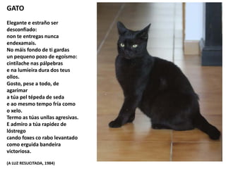 GATO
Elegante e estraño ser
desconfiado:
non te entregas nunca
endexamais.
No máis fondo de ti gardas
un pequeno pozo de egoísmo:
cintílache nas pálpebras
e na lumieira dura dos teus
ollos.
Gosto, pese a todo, de
agarimar
a túa pel tépeda de seda
e ao mesmo tempo fría como
o xelo.
Termo as túas unllas agresivas.
E admiro a túa rapidez de
lóstrego
cando foxes co rabo levantado
como erguida bandeira
victoriosa.
(A LUZ RESUCITADA, 1984)
 