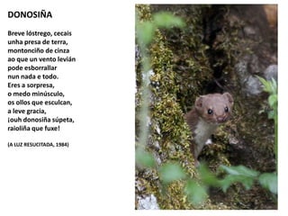 DONOSIÑA
Breve lóstrego, cecais
unha presa de terra,
montonciño de cinza
ao que un vento levián
pode esborrallar
nun nada e todo.
Eres a sorpresa,
o medo minúsculo,
os ollos que esculcan,
a leve gracia,
¡ouh donosiña súpeta,
raioliña que fuxe!
(A LUZ RESUCITADA, 1984)
 