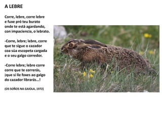 A LEBRE
Corre, lebre, corre lebre
e fuxe pró teu burato
onde te está agardando,
con impaciencia, o lebrato.
-Corre, lebre; lebre, corre
que te sigue o cazador
coa súa escopeta cargada
e o seu galgo corredor.
-Corre lebre; lebre corre
corre que te correrás,
¡que si lle foxes ao galgo
do cazador librarás…!
(OS SOÑOS NA GAIOLA, 1972)
 
