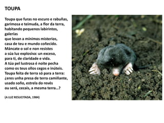 TOUPA
Toupa que furas no escuro e rabuñas,
garimosa e teimuda, a flor da terra,
habitando pequenos labirintos,
galerías
que levan a mínimos misterios,
casa de teu e mundo coñecido.
Máncate o sol e non resistes
a súa luz explosiva: un exceso,
para ti, de claridade e vida.
A túa pel lustrosa é noite pecha
como os teus ollos cegos e inúteis.
Toupa feita de terra só para a terra:
¿eres unha presa de terra camiñante,
usado soño, estrela do revés
ou será, cecais, a mesma terra…?
(A LUZ RESUCITADA, 1984)
 