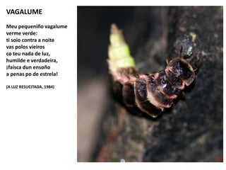 VAGALUME
Meu pequeniño vagalume
verme verde:
ti soio contra a noite
vas polos vieiros
co teu nada de luz,
humilde e verdadeira,
¡faísca dun ensoño
a penas po de estrela!
(A LUZ RESUCITADA, 1984)
 