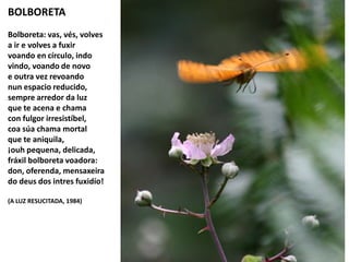 BOLBORETA
Bolboreta: vas, vés, volves
a ir e volves a fuxir
voando en círculo, indo
vindo, voando de novo
e outra vez revoando
nun espacio reducido,
sempre arredor da luz
que te acena e chama
con fulgor irresistíbel,
coa súa chama mortal
que te aniquila,
¡ouh pequena, delicada,
fráxil bolboreta voadora:
don, oferenda, mensaxeira
do deus dos intres fuxidío!
(A LUZ RESUCITADA, 1984)
 