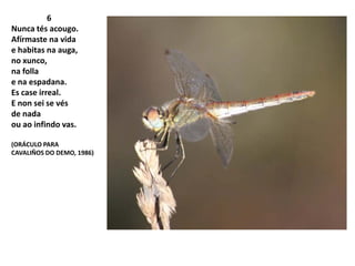 6
Nunca tés acougo.
Afírmaste na vida
e habitas na auga,
no xunco,
na folla
e na espadana.
Es case irreal.
E non sei se vés
de nada
ou ao infindo vas.
(ORÁCULO PARA
CAVALIÑOS DO DEMO, 1986)
 