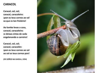 CARACOL
Caracol, col, col;
caracol, caracoleiro:
¡pon os teus cornos ao sol
xa que es tan frioleiro!
Ao lombo levas a casa,
caracol, caracoleiro:
¡e deixas cintas de seda
engalanando o carreiro!
Caracol, col, col;
caracol, caracolón:
¡pon os teus cornos ao sol
ao sol os teus cornos pon!
(OS SOÑOS NA GAIOLA, 1954)
 