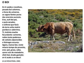 O BOI
En ti saúdo e recoñezo,
pesado boi solemne,
a forza do universo,
as sagras fontes puras
das enerxías aurorais.
Eras, ouh boi pai,
o pulo xerador,
o esforzo que facía
da terra unha matriz
paridora e ubérrima.
Ti, instinto macho
fecundante: semente,
nobre testa poderosa
de volcáns alporecidos
e lóstregos escuros.
Agora, manso boi, neste
mísero tempo do proveito,
eres: pel, graxa, sebo,
carne ruín de matadoiro.
¡Ouh boi, brado gastado:
en ti acato a un deus!
(A LUZ RESUCITADA, 1984)
 