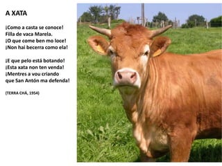 A XATA
¡Como a casta se conoce!
Filla de vaca Marela.
¡O que come ben mo loce!
¡Non hai becerra como ela!
¡E que pelo está botando!
¡Esta xata non ten venda!
¡Mentres a vou criando
que San Antón ma defenda!
(TERRA CHÁ, 1954)
 
