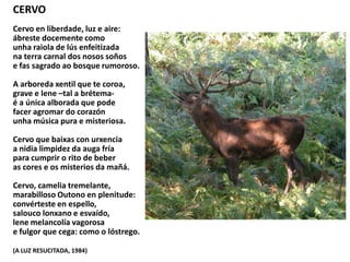 CERVO
Cervo en liberdade, luz e aire:
ábreste docemente como
unha raiola de lús enfeitizada
na terra carnal dos nosos soños
e fas sagrado ao bosque rumoroso.
A arboreda xentil que te coroa,
grave e lene –tal a brétema-
é a única alborada que pode
facer agromar do corazón
unha música pura e misteriosa.
Cervo que baixas con urxencia
a nidia limpidez da auga fría
para cumprir o rito de beber
as cores e os misterios da mañá.
Cervo, camelia tremelante,
marabilloso Outono en plenitude:
convérteste en espello,
salouco lonxano e esvaído,
lene melancolía vagorosa
e fulgor que cega: como o lóstrego.
(A LUZ RESUCITADA, 1984)
 