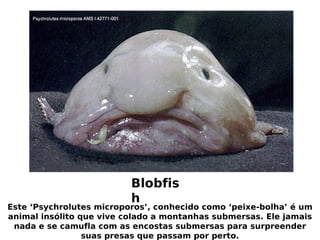 animais feios e raros