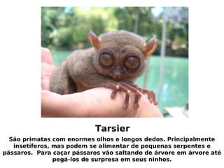 animais feios e raros