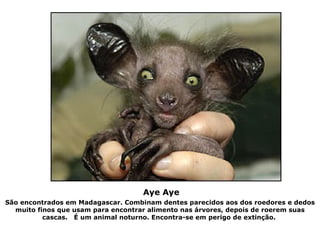 animais feios e raros