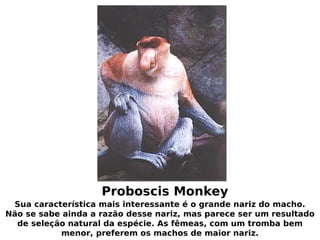 animais feios e raros