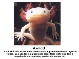 animais feios e raros