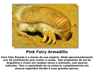 animais feios e raros