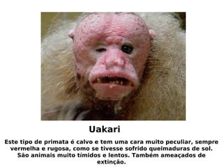 animais feios e raros