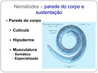 Secernentea(99% dos fitoparasitas)