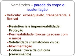 Trato digestivo completo;