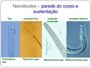 Parede corporal com musculatura apenas longitudinal;