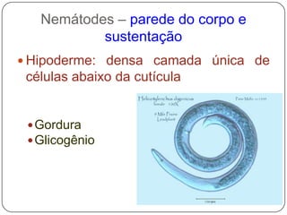 Dióicos – dimorfismo sexual;