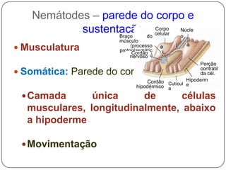Espécies de água doce, marinha, terrestre e parasítica.BAUPLAN DOS NEMATODA