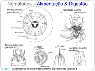 EspecializadaNemátodes– parede do corpo e sustentação• A epiderme é sincicial (formada por uma massa celular multinucleada);• Produz uma cutícula acelular, lisa, resistente;• A cutícula sofre mudas para o organismo crescer – 4 mudas até a maturação sexual