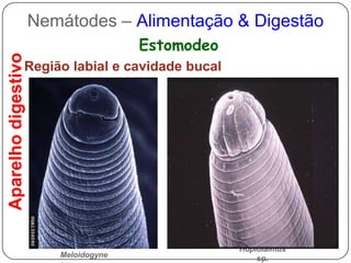 Nemátodes– parede do corpo e sustentaçãoCutícula: exoesqueleto transparente e flexível
