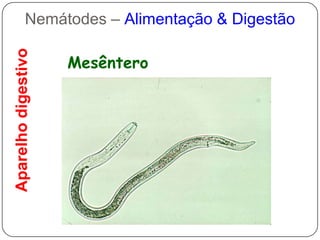 Resistência e impermeabilidade: Proteção