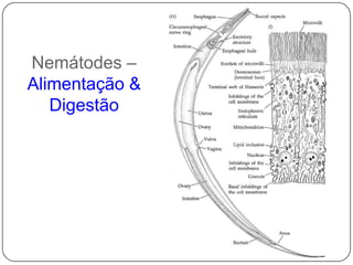 Permeabilidade (trocas gasosas com o meio)