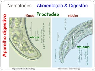 Seletividade (nematóides vivos)