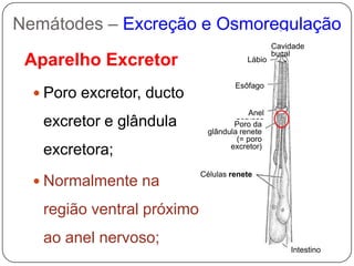 Nemátodes– parede do corpo e sustentaçãoHipoderme: densa camada única de células abaixo da cutícula