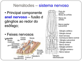 GlicogênioNemátodes– parede do corpo e sustentaçãoNúcleoCorpo celularBraço do músculo(processo protoplasmático)Musculatura