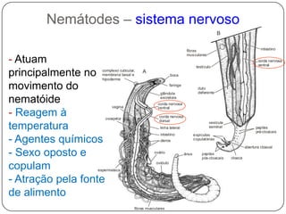 Somática: Parede do corpo