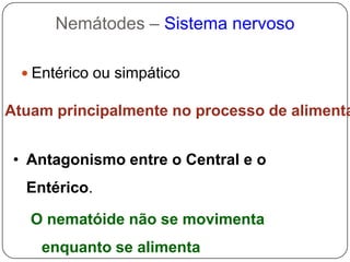 Camada única de células musculares, longitudinalmente, abaixo a hipoderme