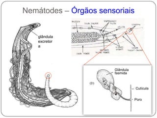 Nemátodes– parede do corpo e sustentação