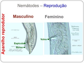 Músculos cefálicos: movimentação estilete
