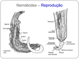 Músculos esofageanos: ingestão