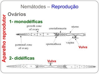 Músculos anais: excreçãoNemátodes– parede do corpo e sustentaçãoReprodução