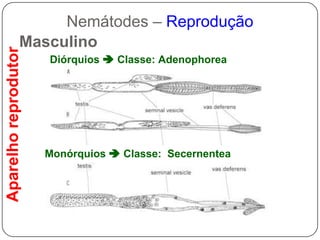 Fêmea: músculos vulvares