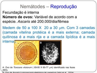 Machos: músculos espiculares e copulatóriosMúsculo retratorTrato digestivoDuto ejaculatórioGubernáculo (aparelho guia)Poro cloacalEspículaMúsculos protatores