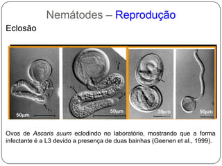 ALIMENTAÇÃO E DIGESTÃO
