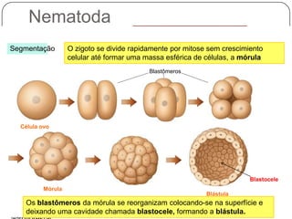 MusculaturaTecido que reveste o tubo digestórioEchinodermataPseudoceloma (Blastoceloma)AnnelidaLadodireitoArthropodaChordataMolluscaDorsalTubo digestórioPosteriorBlastômerosNotocordaMetameriaLadoesquerdoAnteriorBlastoceleFolhetosgerminativosVentralEnterocelomadosIntestino primitivo(arquêntero)DeuterostômiosTriblásticos e simetria primaria bilateral (Bilateria)Corpocom sistemaaqüífero, sem tecidoverdadeiroLagosta (artrópode)EctodermaGastrulação e tecidos verdadeiros (Eumetazoa)Desenvolvimento embrionário: mórula e blástulaEndodermaMulticelularidadeBlastóporoNematodaO zigoto se divide rapidamentepor mitosesemcrescimientocelular até formar umamassaesférica de células, a mórulaSegmentaçãoNematodaCnidariaPlatyhelminthesPoriferaNematódeoSimetria secundáriapentarradialExoesqueletoquitinosoEsqueletohidrostáticoMetameriaPseudocelomadoCélula ovoEsquizocelomadosPseudocelomadosGástrula(em corte)Cavidadeno corpoAcelomadosProtostômiosDiblásticoBlastoceleCaenorhabditiselegansMórulaBlástulaOs blastômeros da mórula se reorganizam colocando-se nasuperfície e deixandoumacavidade chamada blastocele, formando a blástula.Protista ancestral flageladoFig. 1 – Hipótese das relações filogenéticas entre os  principais filos de interesse agroflorestal.