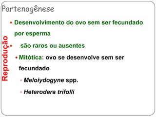 Nemátodes– Alimentação & DigestãoPorção anterior generalizadaNemátode marinhoNemátode terrestre (Rhabditia)EnopliaAscarisNemátode terrestre (Rhabditia)Fig. 1 – Modificações da extremdade anterior de Nematoda (Brusca & Brusca, 2007).
