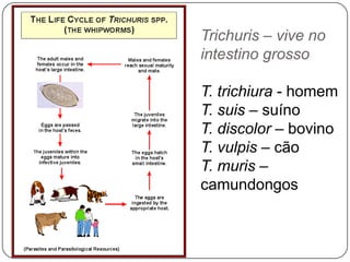 Nemátodes– Alimentação & DigestãoProctodeomachofêmeaAparelho digestivoânuscloacahttp://nematode.unl.edu/chilo7.jpghttp://nematode.unl.edu/helid17.jpg