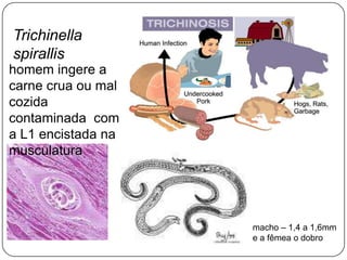 CIRCULAÇÃO E TROCAS GASOSAS