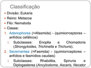 ClassificaçãoDivisão: EukariaReino: MetazoaFilo: NematodaClasse:Adenophorea (=Afasmida) - (quimiorrceptores – anfídios cefálicos)Subclasses: Enoplia e Chomadoria (Strongyloides, Trichinella e Trichuris).Secernentea (=Fasmida) - (quimiorrceptores – anfídios e fasmídios caudais)Subclasses: Rhabditia, Spiruria e Diplogasterea (Ancylostoma, Ascaris, Necator e Wulchereria).