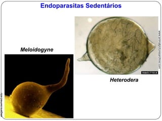 Nemátodes– Excreção e OsmoregulaçãoCavidade bucalLábioAparelho ExcretorEsôfagoPoro excretor, ducto excretor e glândula excretora;