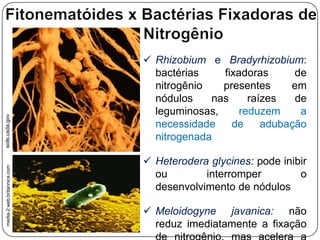 Nemátodes– Órgãos sensoriaisglândulaexcretoraGlândula fasmidaCutículaPoro