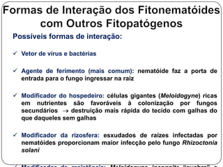 Nemátodes– Órgãos sensoriaisOrientam o nematóide para a raiz da hospedeira2 anfídios cefálico (quimioreceptores)2 fasmídios cauda (quimioreceptores)