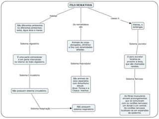 Nemátodes– ReproduçãoA: FêmeaB: MachoAparelho reprodutor(Adaptado de Hirschmann, 1960)