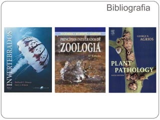 Classe Secernentea: Bursa na maioria dos machosClasse Adenophorea: Bursa ausente
